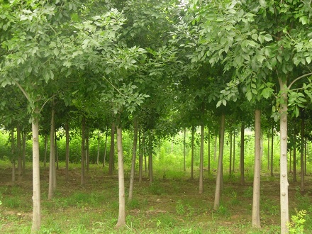 博野县领越园林绿化工程有限公司